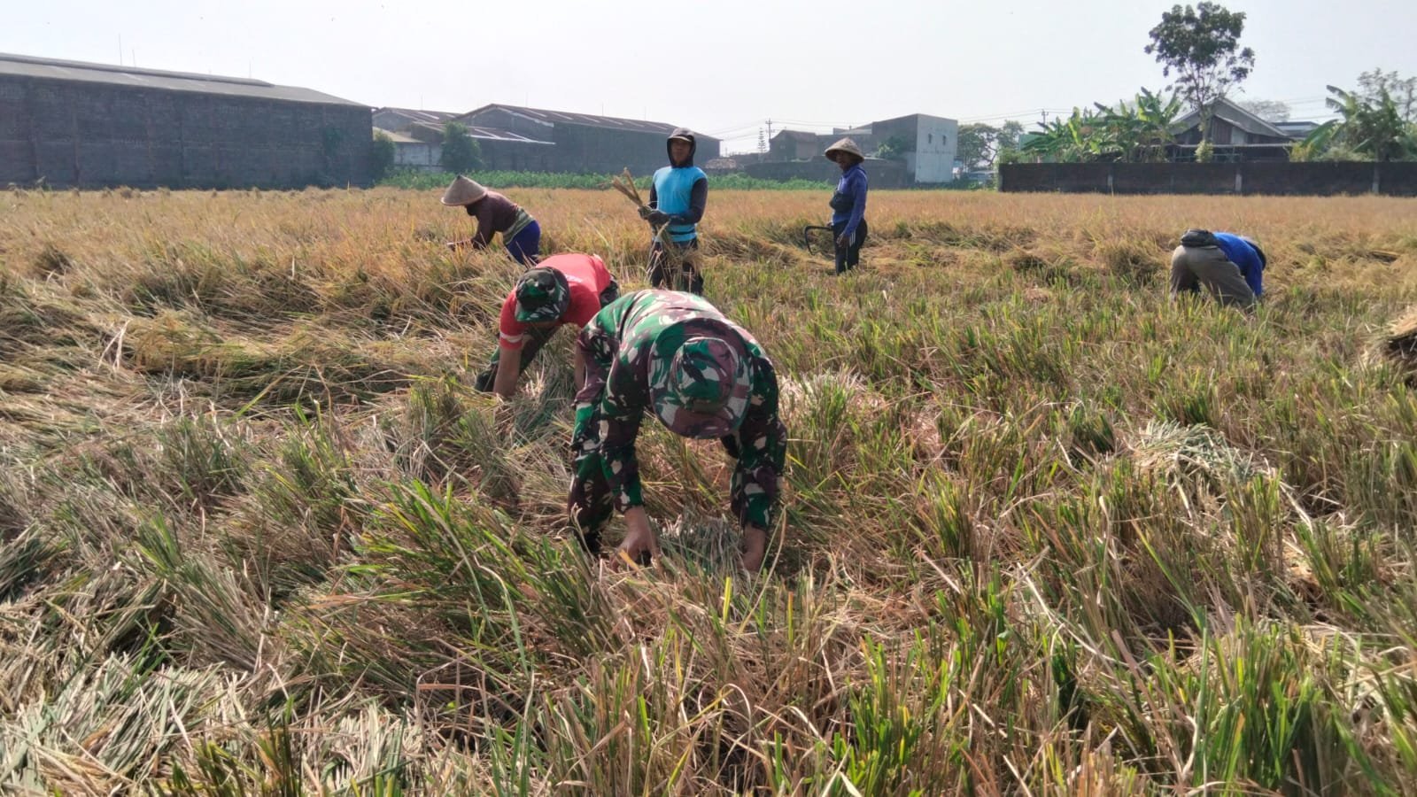 Panen Terasa Ringan Saat Satgas TMMD Turun ke Sawah