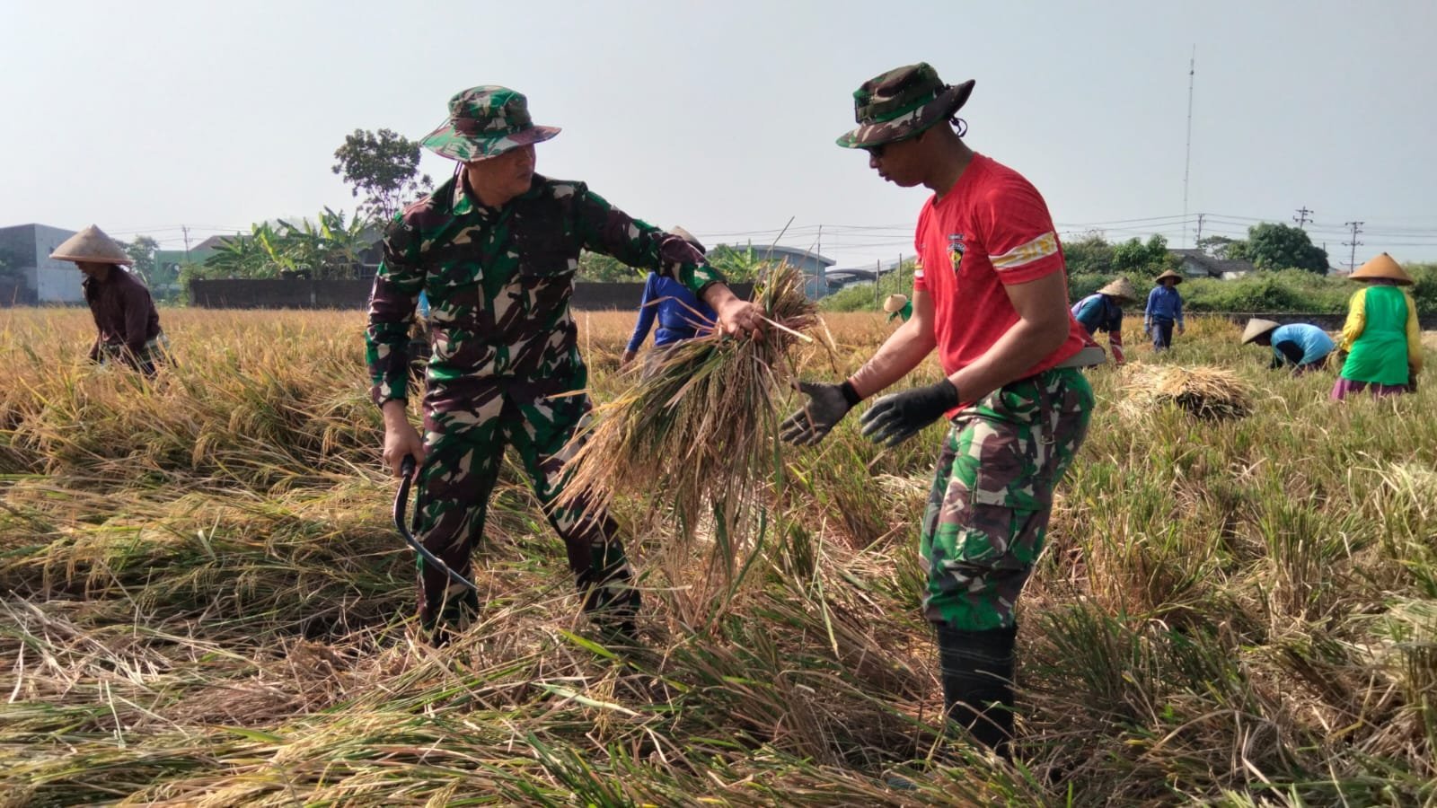 Satgas TMMD dampingi panen padi di Parangjoro, jaga mutu hasil