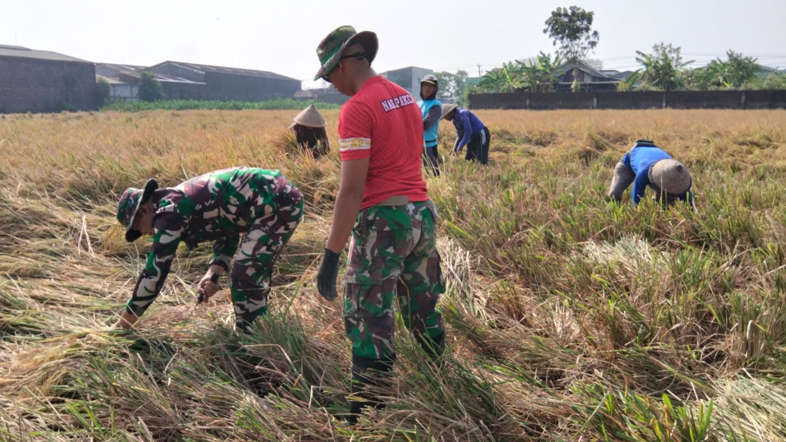 Panen Padi di Parangjoro, Bukti Kemanunggalan Satgas TMMD dengan Warga