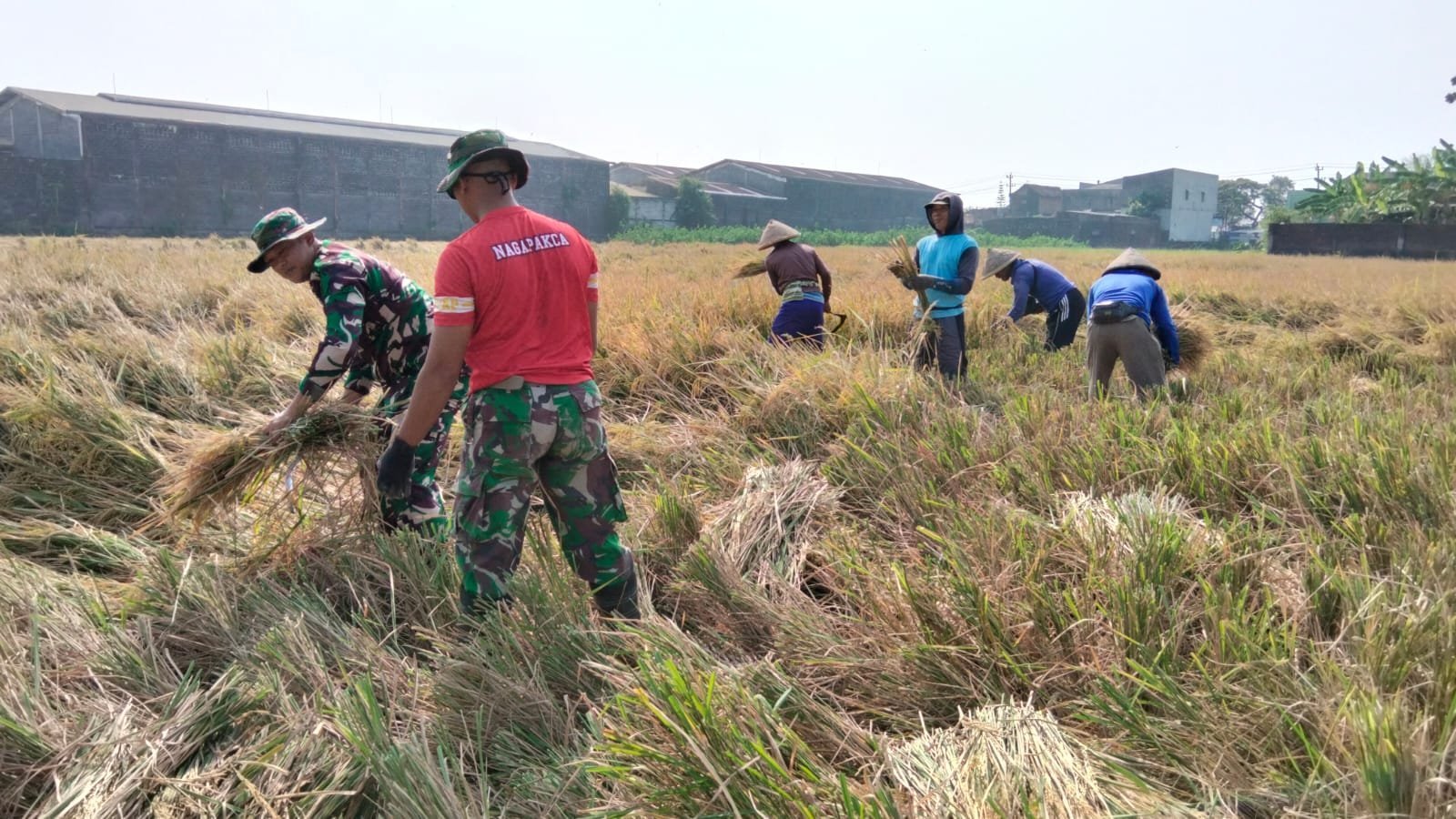 Panen Gotong Royong di Parangjoro: Satgas TMMD dan Warga Berbagi Peran