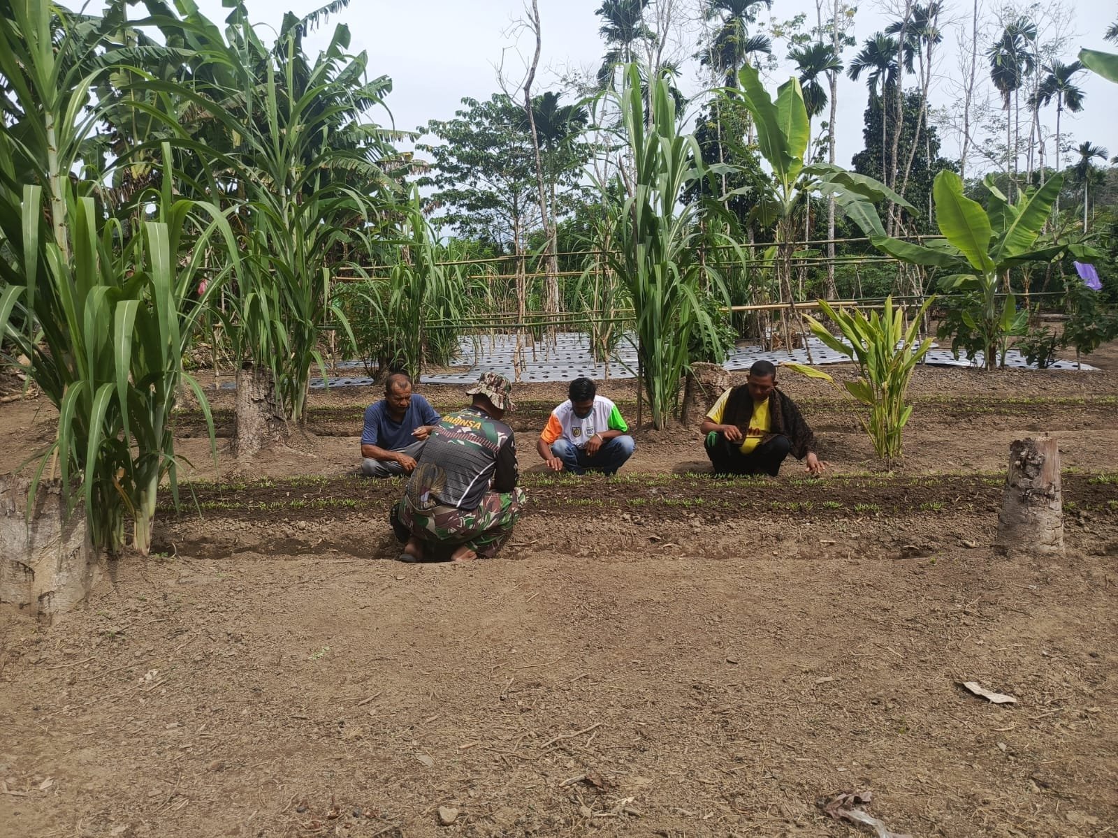 Pendampingan Pertanian oleh TMMD Ke-129 Kodim 0114/Aceh Jaya Sentuh Ketahanan Pangan