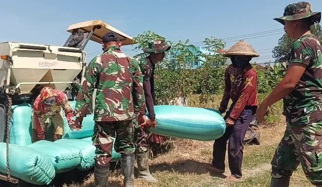 Babinsa Sertu Anang dan Satgas TMMD Hadiri Panen Padi di Desa Parangjoro