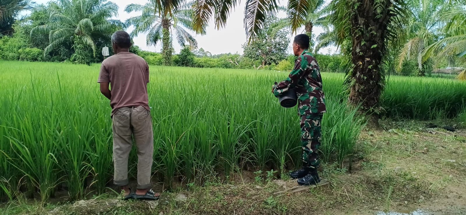 Dari Sawah Rengkile, TNI Dorong Produktivitas Padi dan Kesejahteraan Petani