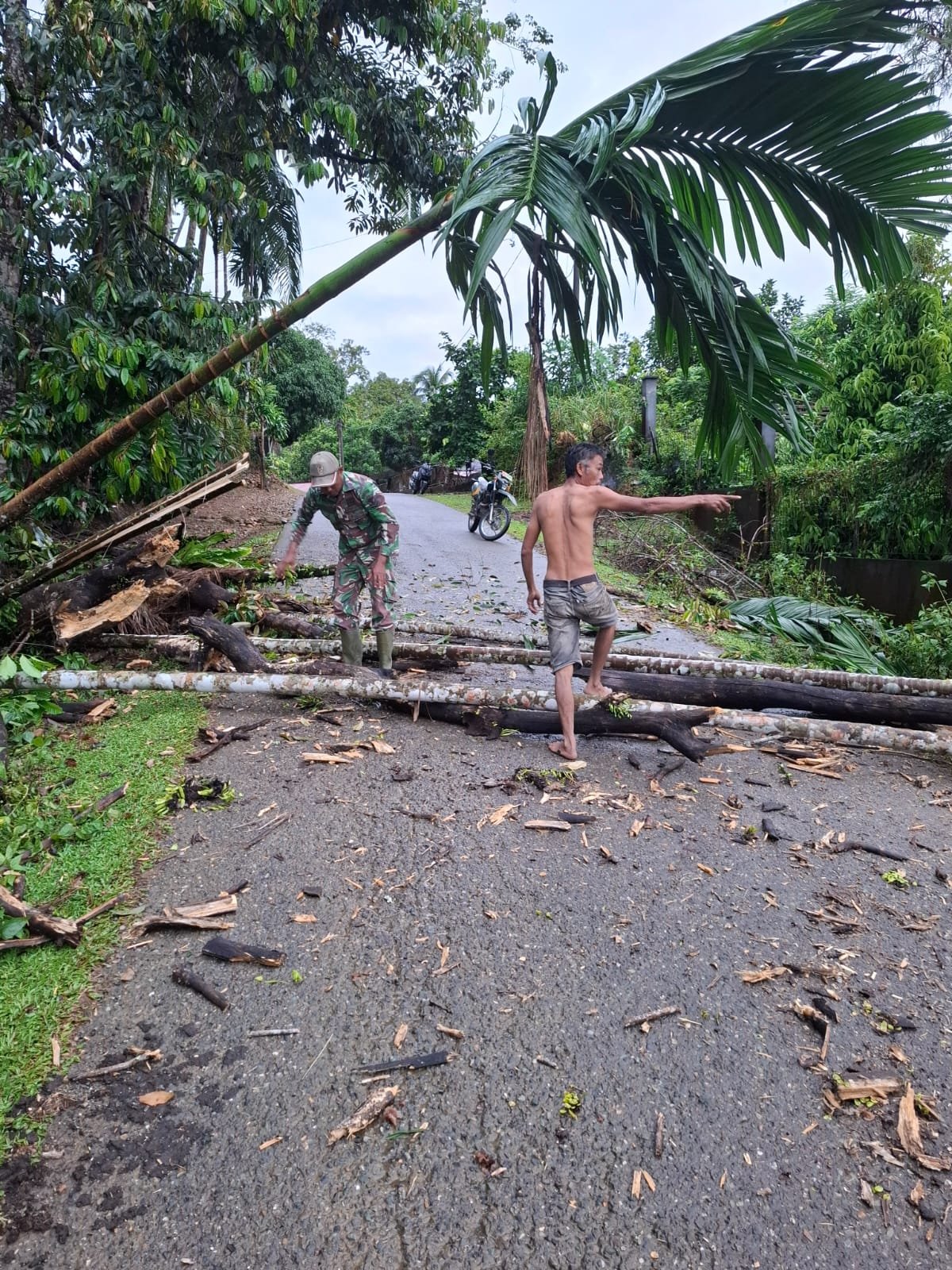 Pohon Tumbang Tutup Jalan Geudong, Babinsa Sungai Mas Turun Bantu Warga