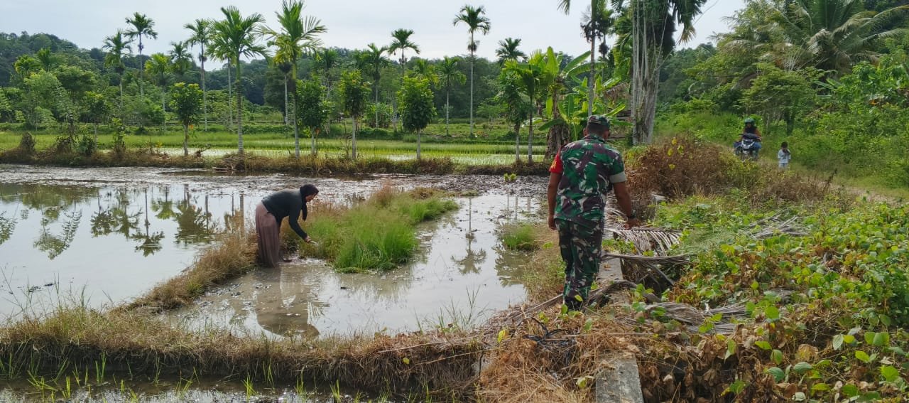 Babinsa Koramil 03/Setia Bakti Dampingi Petani Tanam Padi, Perkuat Ketahanan Pangan di Aceh Jaya