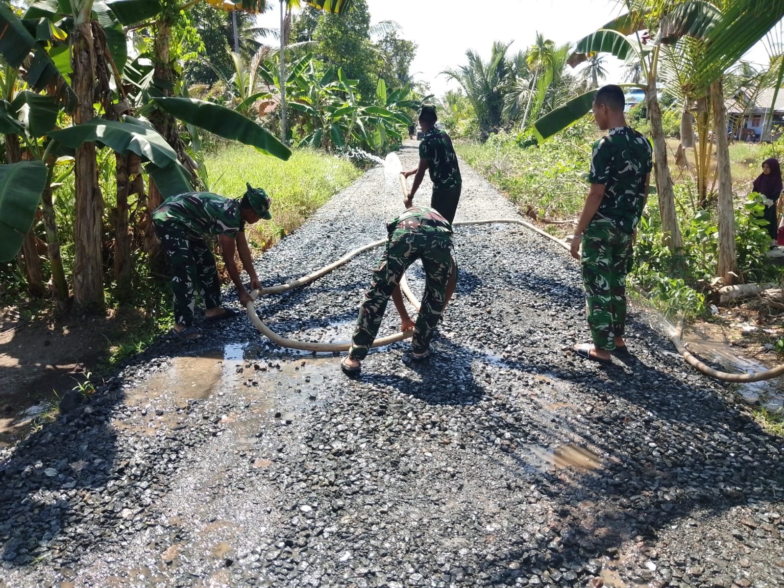 Bersama Petani, Babinsa Kodim 0105 Bersihkan Gulma Kacang Tanah